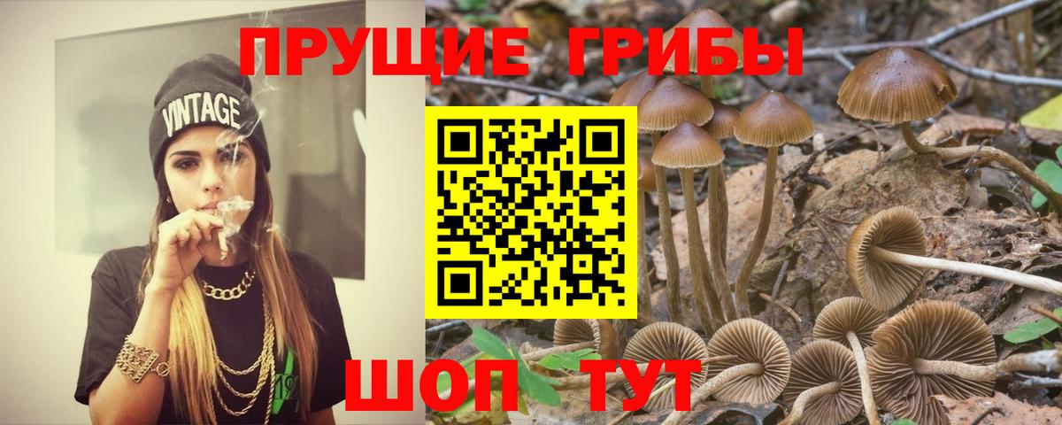 купить наркоту  Вход с VPN  Качканар  Псилоцибиновые грибы мицелий  Галлюциногенные грибы Cubensis 